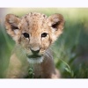 night_game_drive_with_lion_feeding__dinner_for_two_broedestroom